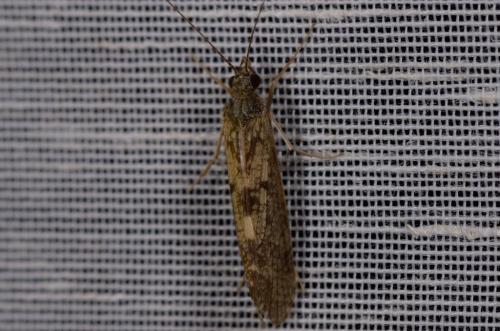 Rhyacophila sp.